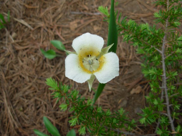 Summer '06 Sunriver 524 